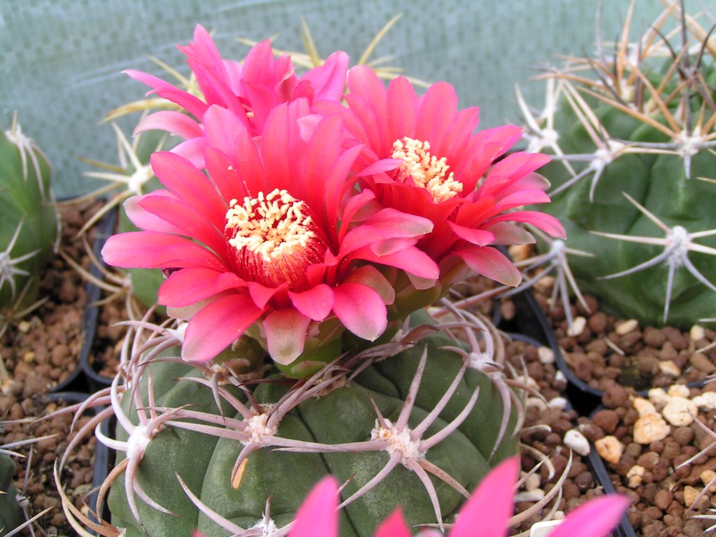 Gymnocalycium carminanthum